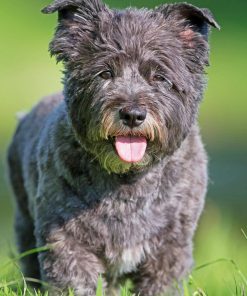 Black Cairn Terrier Dog Diamond Painting