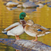 Mallard Birds Diamond Painting