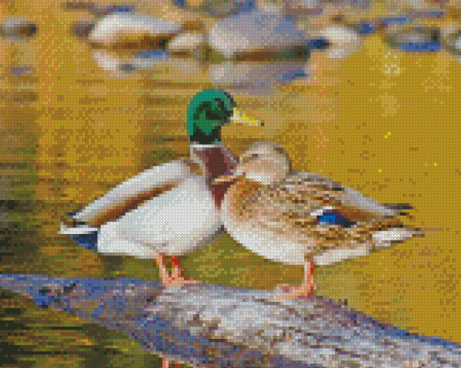 Mallard Birds Diamond Painting