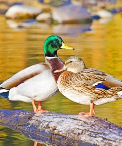 Mallard Birds Diamond Painting