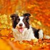 Border Collie In Leaves Diamond Painting