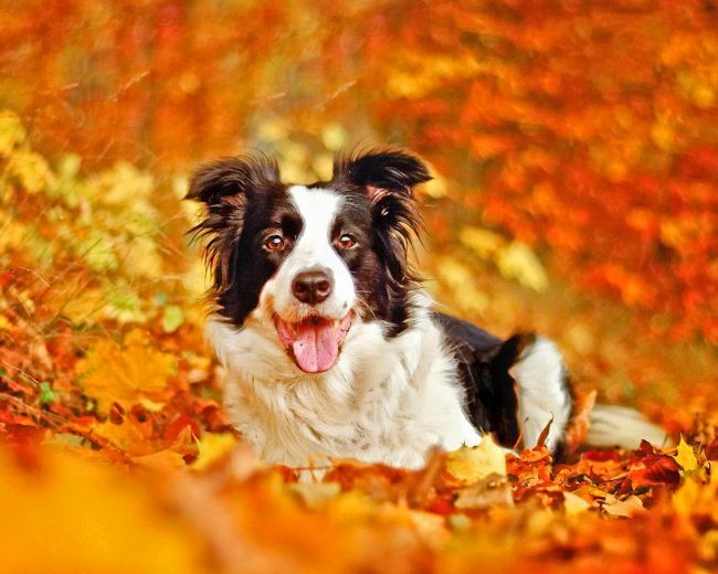 Border Collie In Leaves Diamond Painting