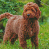 Aesthetic Brown Cockapoo Diamond Painting