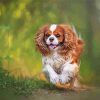 Aesthetic Cavalier King Charles Spaniel Diamond Painting