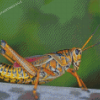 Aesthetic Grasshopper Diamond Painting