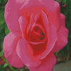 Aesthetic Rosa Peace Diamond Painting