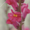 Aesthetic Snapdragons Diamond Painting