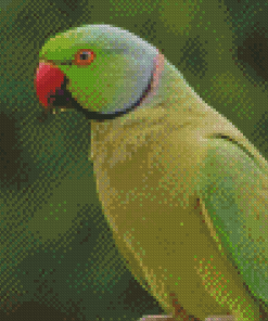 Alexandrine Parakeet Bird Diamond Painting