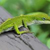 Anole Lizard Hilo Hawaii Diamond Painting