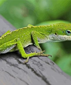 Anole Lizard Hilo Hawaii Diamond Painting