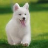 Berger Blanc Suisse Puppy Diamond Painting