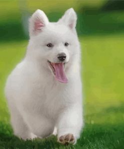 Berger Blanc Suisse Puppy Diamond Painting