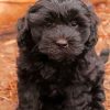 Black Cockapoo Dog Puppy Diamond Painting