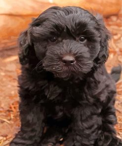 Black Cockapoo Dog Puppy Diamond Painting