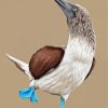 Illustration Blue Footed Booby Diamond Painting