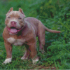 Brown American Bully Diamond Painting