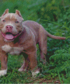 Brown American Bully Diamond Painting