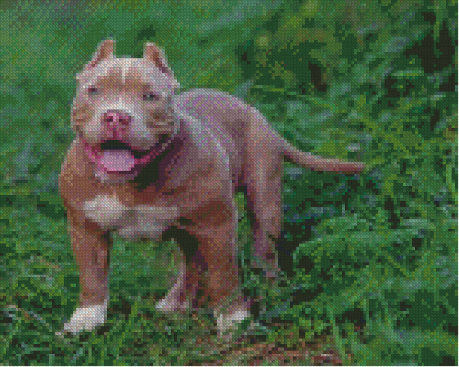 Brown American Bully Diamond Painting