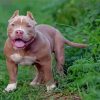 Brown American Bully Diamond Painting