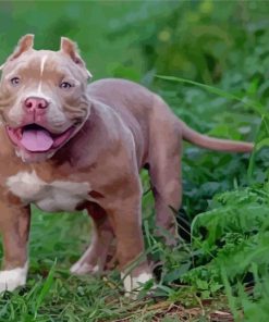 Brown American Bully Diamond Painting