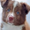 Brown Border Collie Puppy Diamond Painting