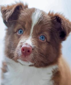 Brown Border Collie Puppy Diamond Painting