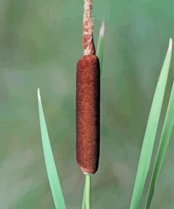 Cattail Plant Diamond Painting