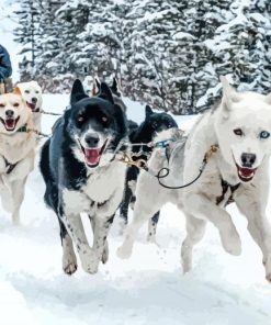 Dog Sled Diamond Painting