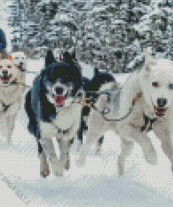 Dog Sled Diamond Painting