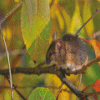 Field Mouse On A Branch Diamond Painting