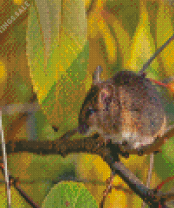 Field Mouse On A Branch Diamond Painting