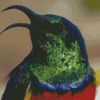 Colorful Sunbird Head Diamond Painting