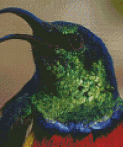 Colorful Sunbird Head Diamond Painting