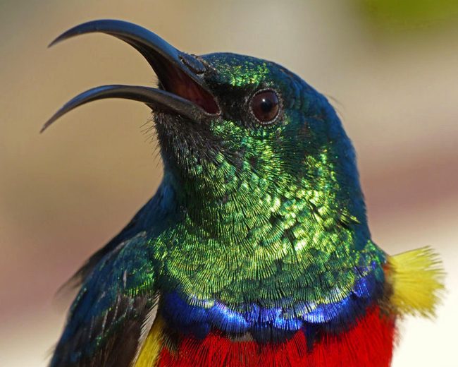 Colorful Sunbird Head Diamond Painting