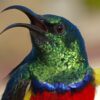 Colorful Sunbird Head Diamond Painting