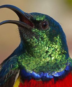 Colorful Sunbird Head Diamond Painting