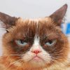 Grumpy Cat Head Diamond Painting
