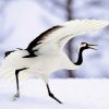 Japanese Red Crowned Crane Diamond Painting