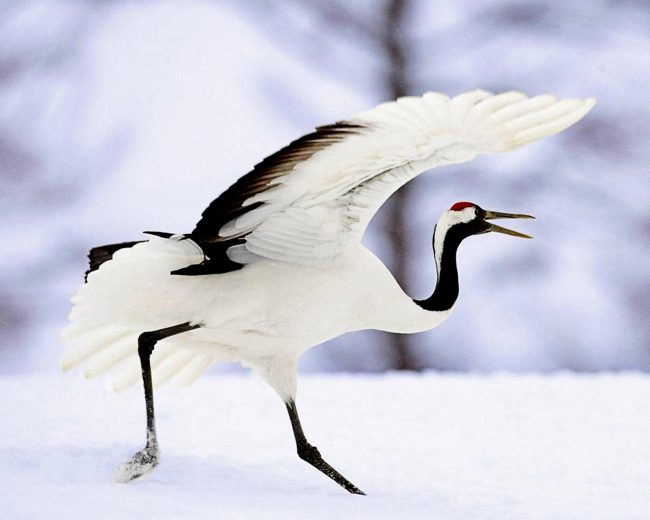 Japanese Red Crowned Crane Diamond Painting