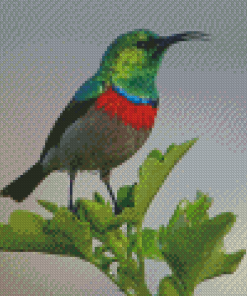 Nectariniidae Bird Diamond Painting