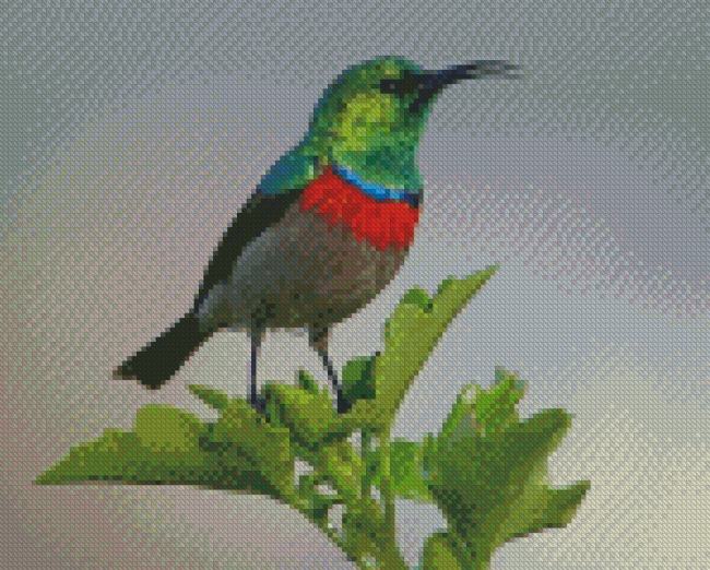 Nectariniidae Bird Diamond Painting