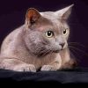 Korat Pet Cat Diamond Painting