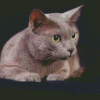 Korat Pet Cat Diamond Painting