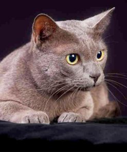 Korat Pet Cat Diamond Painting