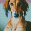 Saluki Dog Face Diamond Painting