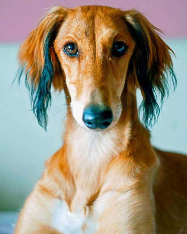 Saluki Dog Face Diamond Painting