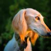 Saluki With Sunset Light Diamond Painting