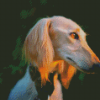 Saluki With Sunset Light Diamond Painting