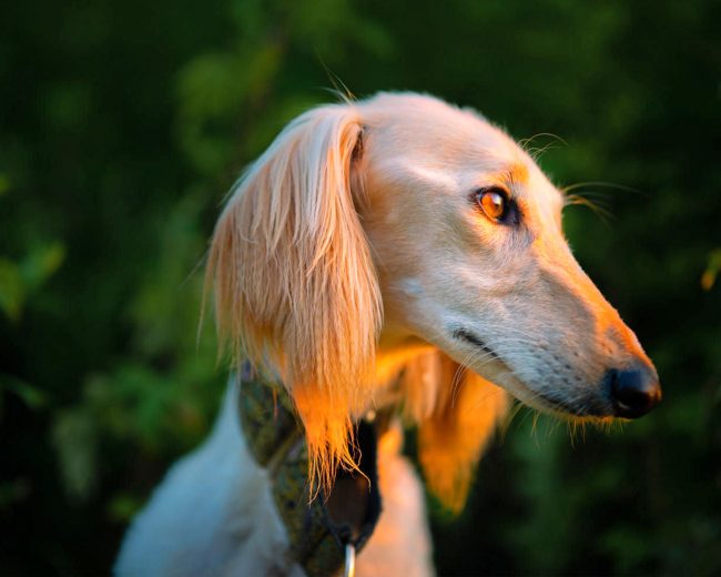 Saluki With Sunset Light Diamond Painting