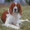 Aesthetic Irish Red And White Setter Diamond Painting